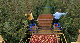 Бране на ябълки