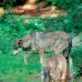 Вълкът - предшественикът на кучето