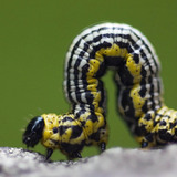 Бавно пълзяща гъсеница