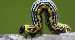 Бавно пълзяща гъсеница