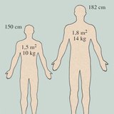 Размерите на човешката кожа