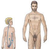 Хормонална регулация на тестисите