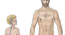 Хормонална регулация на тестисите