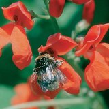 Насекомо търси храна