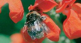 Насекомо търси храна