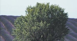 Отглеждане на лавандула