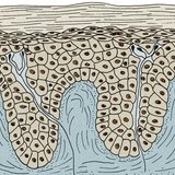 Епидермис и дерма