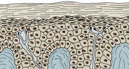 Епидермис и дерма