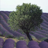 Лавандулово насаждение в Европа