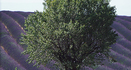 Лавандулово насаждение в Европа