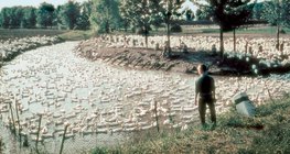 Ферма за патици