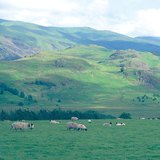 Стадо овце на едно пасище на Британските острови