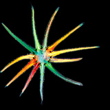 Звезднообразни трихоми