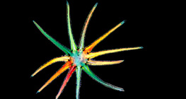 Звезднообразни трихоми