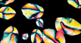 Гранули от скорбяла в настърган картоф (поляризирана снимка)