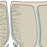 Кожни жлези: мастни