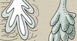 Кожни жлези: мастни