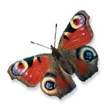 Дневно пауново око