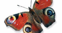 Дневно пауново око