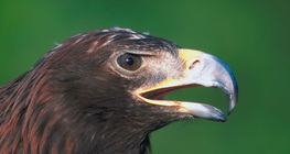 Морски орел