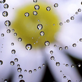 Паяджина с капки вода