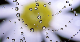 Паяджина с капки вода