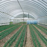 Парник отвътре