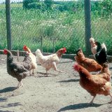 Различни видове домашни кокошки