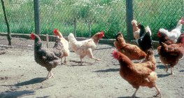 Различни видове домашни кокошки