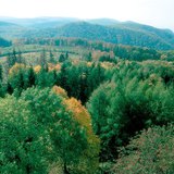 Широколистна гора