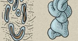 Кожни жлези: потни