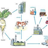 A cukorrépa hasznosítása