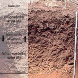 Feketeföld talajmetszete