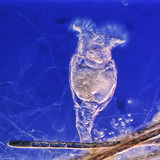 Ротифери (на цветен фон)