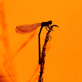 Водно конче