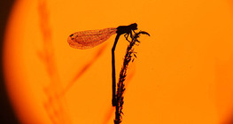 Водно конче