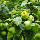 Дърво със зелени ябълки