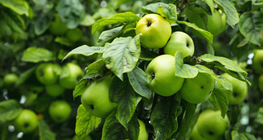 Дърво със зелени ябълки