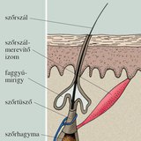 A szőrtüsző és a szőrszál
