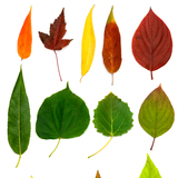 Листа от дървета