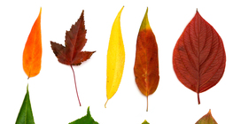 Листа от дървета