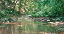 Потокът Цуха в планината Бакон