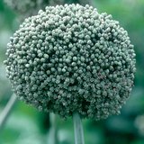 Лук по време на цъфтеж