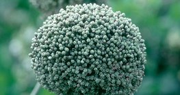 Лук по време на цъфтеж