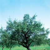 Ябълково дърво