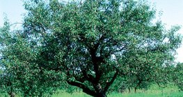 Ябълково дърво