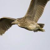 Млада нощна чапла