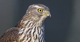 Голям ястреб