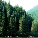 Червеното езеро в Трансилвания е образувано след свличане на почвата