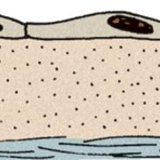 Плоскоклетъчен епител